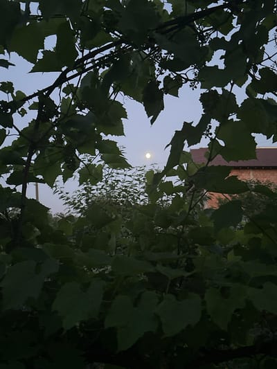 The image captures a moonlit twilight scene through the foliage of a vineyard in Târgu Neamț, Romania. The foreground is dominated by dark green grape leaves and vines, partially obscuring the view. In the mid-ground, a cluster of green grapes is visible on a vine, and behind it, a building with a reddish-brown tiled roof and brickwork is partially visible. A pale full moon is situated in the upper left quadrant of the sky, casting a soft glow. The sky is a light blue, indicative of the fading light. In the distance, a telephone pole can be seen. The overall impression is one of a serene, natural setting at dusk.