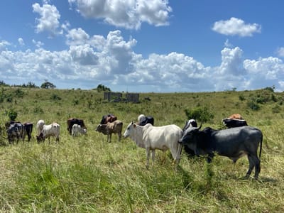 A herd of cattle grazes in a grassy field under a bright, partly cloudy sky. The cows are varied in color: white, brown, black, and spotted. Some are actively eating, while others stand and observe. In the background, a dilapidated structure is visible atop a small hill, surrounded by greenery. The landscape is lush and undulating, suggesting a rural or agricultural setting.