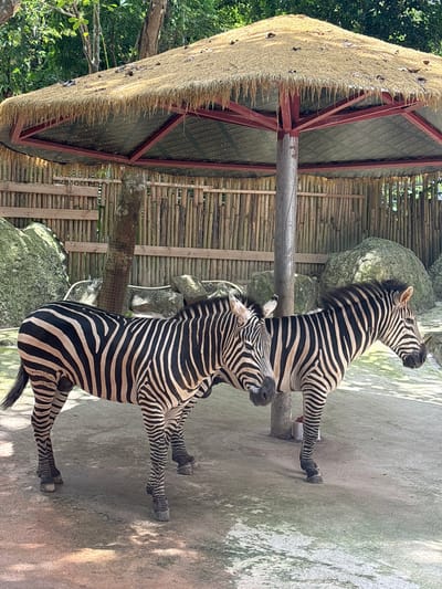 In Sandao, China, two zebras stand under a thatched umbrella at the zoo. The zebras are positioned in the center of the image, with the one on the left facing left and the one on the right facing right. Both animals exhibit the characteristic black and white stripes of their species. The umbrella, supported by a central wooden pole, provides shade over the sandy ground. Behind the zebras, a bamboo fence encloses the enclosure, with large rocks and trees visible in the background. The overall lighting suggests it is daytime, with sunlight casting shadows on the ground.