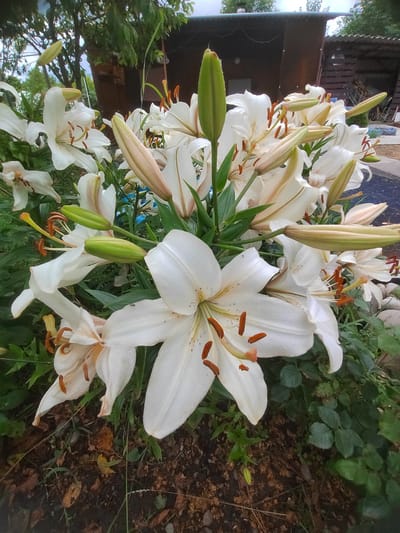 A close-up, eye-level shot features a cluster of white lilies blooming in a garden setting. The lilies are predominantly white with hints of pale yellow and orange stamens. Some are fully open, revealing their intricate petal structures, while others are still in bud form, showing green and pale pink hues. The background reveals a rustic wooden structure, possibly a shed or outbuilding, with a corrugated metal roof. Green foliage and some dry leaves are visible in the foreground and around the lilies, suggesting an outdoor environment. The overall impression is one of a natural, cultivated garden. The location is identified as Psebai, Russia. There are no people or animals visible in the frame.