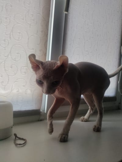 A hairless cat, likely a Sphynx, stands on a windowsill in a dimly lit room. The cat is light pinkish-brown with visible wrinkles on its head and body. It has large, prominent ears and piercing blue-green eyes. Its gaze is directed downwards and to the left, giving it a curious or cautious expression. The cat's body is lean, and its tail extends to the right, disappearing out of frame.
In the foreground, on the white windowsill, are two objects. To the left is a white, cylindrical object, possibly a diffuser or air freshener. To the right of that, and closer to the viewer, is a small, looped piece of brown twine.
The background consists of a light-colored curtain with a subtle, embossed swirling pattern. A vertical window frame is visible on the right side of the image. The lighting suggests it is either early morning or late evening, given the subdued light. The overall setting appears to be indoors, within a residential space. There is no visible text in the image.
