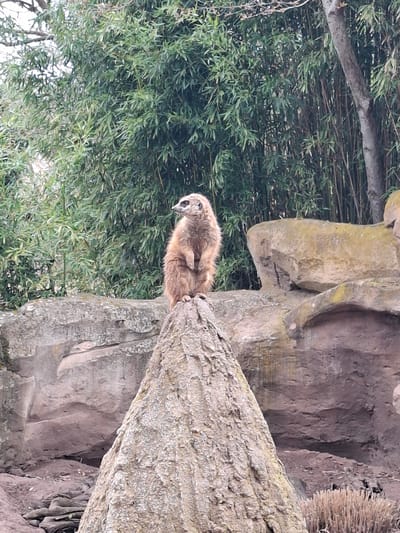 A meerkat perches on a rough, light-brown log or branch in front of a background of dense green foliage and rocky terrain. The photograph was taken in Leipzig, Germany. The meerkat is positioned towards the left side of the frame, with its head slightly tilted downward. The log appears to be part of a structure, potentially a tree or an artificial enclosure, blending with a rocky backdrop. The background includes greenery suggestive of a forest or park setting.