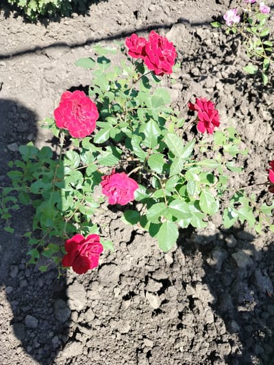 In Chișcăreni, Moldova, a cluster of vibrant red roses is in full bloom, set against a backdrop of dry, dark soil. The roses, with their layered petals, appear healthy and are the primary focus of the image. Their leaves are a rich green, some showing slight signs of damage with small holes. The sun casts a distinct shadow of what appears to be the rose bush itself, along with a partial shadow of a person, onto the uneven ground. The overall scene is a snapshot of a garden on a sunny day.