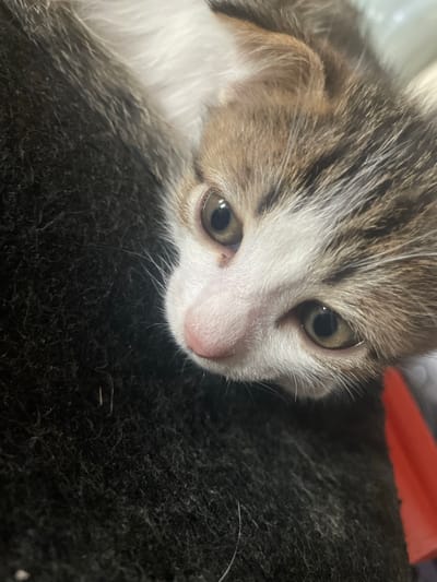 A close-up, high-angle shot focuses on the face of a tabby kitten. The kitten has white fur on its nose and forehead, with brown and grey stripes on its head and ears. Its large, light brown eyes are visible, with one eye looking directly at the camera and the other slightly to the side. A small, dark spot is visible on the kitten's nose. The kitten's fur appears soft and slightly tousled. The background is dark and textured, possibly a blanket or carpet. A bright red object is partially visible in the bottom right corner of the image. The image was taken in the city of Линёвка, Russia.