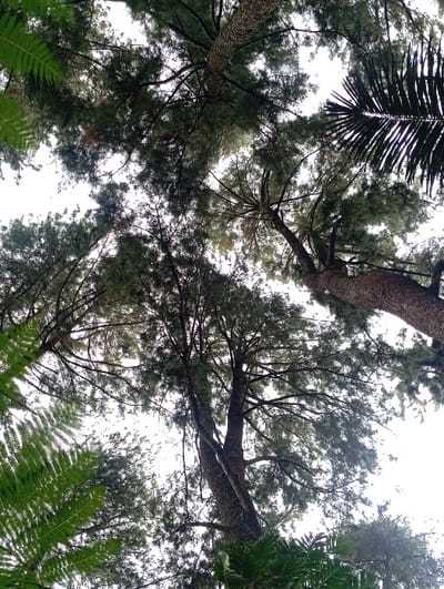 The image depicts an upward-looking view into the canopy of a dense wooded area, presumably located in Kuwukan, Indonesia. The scene is dominated by multiple tall trees, primarily conifers with dark, textured trunks and dense canopies of green needle-like foliage. Interspersed among these trees are broader-leafed plants, including a vibrant green fern frond visible on the lower left and a dark, palm-like frond on the upper right. The sky, appearing bright white and overcast, is visible through the gaps in the foliage. No individuals, man-made objects, or specific actions/interactions are present within the frame. The lighting suggests an ambient, possibly overcast, daytime environment.