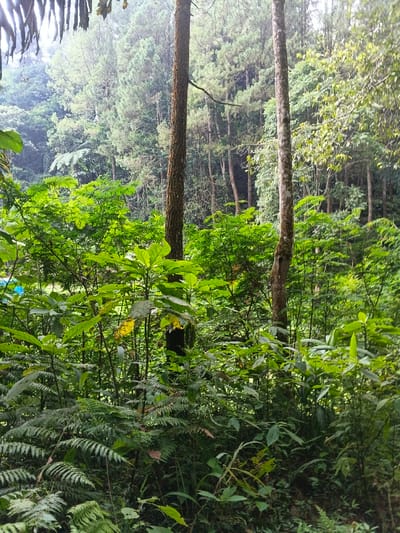 The image captures a vibrant, dense forest scene, characterized by abundant green foliage under soft, diffused light. In the immediate foreground, various broad-leafed plants and ferns create a thick undergrowth, with shades of light and dark green. Two prominent tree trunks anchor the midground: one on the left with rough, reddish-brown bark, and another to its right featuring lighter, mottled bark. These trunks rise vertically, leading the eye deeper into the woodland.
Beyond the midground trees, the forest continues densely, with numerous tall trees, some appearing to be conifers with needle-like leaves, extending towards a hazy or misty sky. The overall atmosphere suggests a humid environment, possibly during early morning, late afternoon, or an overcast day, as no direct sunlight is visible.
No people or animals are present, and no specific activity is taking place, presenting a serene and untouched natural landscape. A small, partially obscured blue object, possibly a tarp or tent, can be faintly seen through the foliage on the far left side of the background. The rich biodiversity and towering trees are consistent with natural forest areas found in locations like Chilanga, Zambia. There is no visible text in the image.