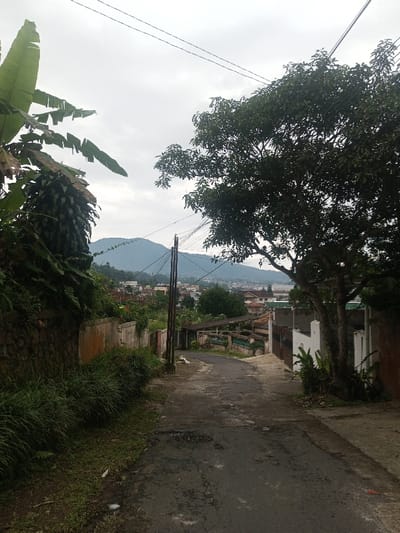 The image depicts a downward-sloping, paved road in a residential area of Bhupalpally, India, under an overcast sky. On the left, large green banana leaves are prominent at the top, over dense foliage and a stone retaining wall. Below the wall, tall green grass and scattered litter, including a white item, line the roadside. A light-colored concrete wall extends further down the slope on the left. On the right, a large tree with dense green foliage frames the upper portion of the scene. Multiple utility poles and overhead wires span across the road. Further down the slope on the right, a white-painted building with a brown gate is partially visible. In the midground, numerous residential structures with varied roof colors are present. The background features a large, verdant mountain range under a uniformly grey sky. No individuals are visible, and no actions or interactions are occurring. The road surface exhibits cracks and unevenness.