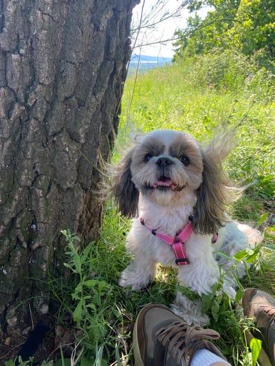 A Shih Tzu dog sits on a grassy hill next to a tree, its white and brown fur ruffled by the wind. The dog wears a pink harness. In the foreground, two pairs of brown lace-up shoes are visible, suggesting the presence of at least two people. The background is a blur of green foliage and trees, with a hint of a body of water and distant hills under a bright sky. The location is specified as Mastriukovo, Russia.