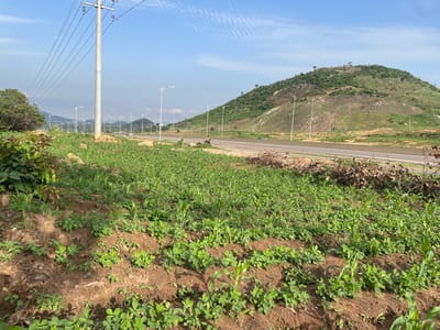 The image shows a rural landscape in Gbessa, Nigeria, with a road running through it. The scene is dominated by cultivated fields and a hilly terrain. In the foreground, rows of green crops, possibly corn and peanuts, are visible growing in brown soil. A paved road stretches into the distance, bordered by sparse vegetation and utility poles with lights. Several vehicles, including a motorcycle and cars, are on the road. In the background, rolling green hills and mountains rise against a bright blue sky with scattered white clouds. The overall impression is one of a sunny day in a semi-arid agricultural region. The image appears to have been taken during the daytime, with clear visibility. There are no visible text elements in the image.