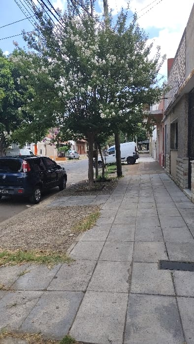 A street scene is captured at an angle. A flowering tree with white blooms dominates the left side. A dark-colored car is parked beneath the tree's canopy. The right side shows a tiled sidewalk with patches of grass growing along its edge. Across the street are parked cars. Buildings line the street and are visible in the background. Utility wires are strung across the top left corner.