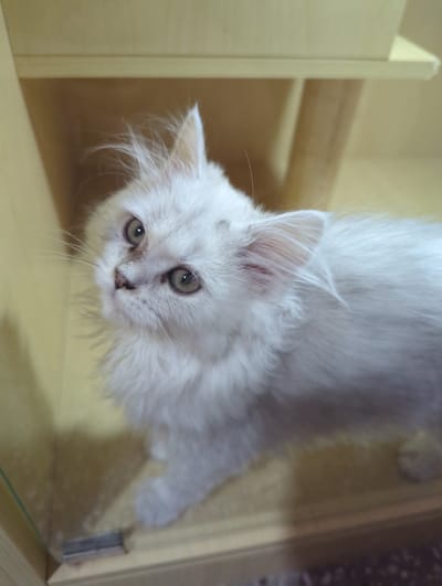 A close-up, slightly angled shot shows a fluffy, white Persian kitten with light brown eyes looking upwards. The kitten's fur is long and somewhat disheveled, particularly around its ears and face. There are faint dark markings around its eyes. The kitten is positioned within a light yellow, wooden enclosure, which appears to be a pet carrier or a piece of furniture. A reflective surface, possibly glass, is visible in the foreground. The background is out of focus but also appears to be made of light-colored wood. There are no people or other animals visible in the image. The scene appears to be indoors.