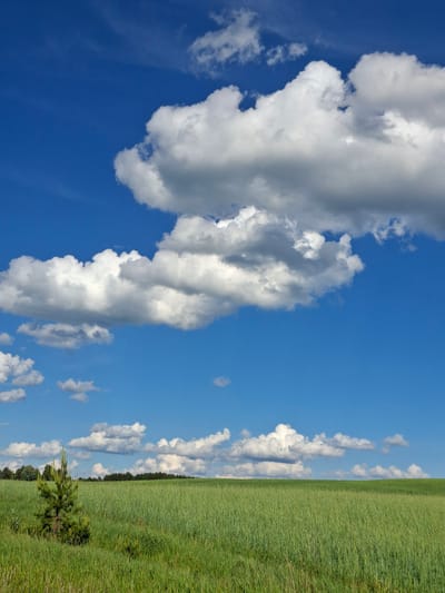 A landscape image depicts a clear blue sky filled with fluffy white clouds on the left and a vibrant green field on the right. A single small evergreen tree stands near the bottom right corner, adjacent to a line of darker trees further away. The ground is covered with grass and vegetation. The image appears to be taken in a rural setting, but the location in the city of Чумна, Russia, cannot be confirmed from visual cues alone.