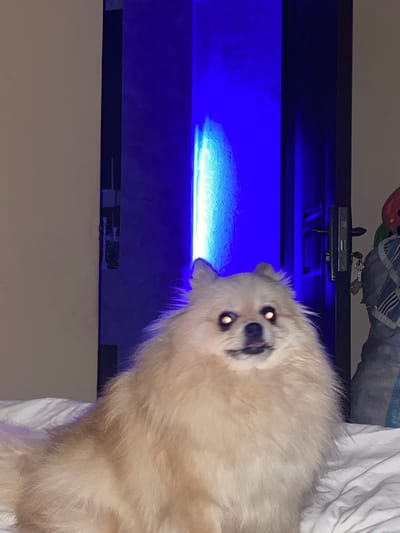 A light-colored fluffy dog with glowing eyes sits on a white bed. Behind the dog, a door frame is visible with a bright blue light emanating from behind it. The room appears to be dimly lit. The door on the right has a silver handle and a lock. To the far right of the image, a collection of objects is partially visible, including what appears to be a scarecrow or doll. The background wall to the left of the door is a light beige color. The scene is indoors, likely a residential setting in Armavir, Armenia.