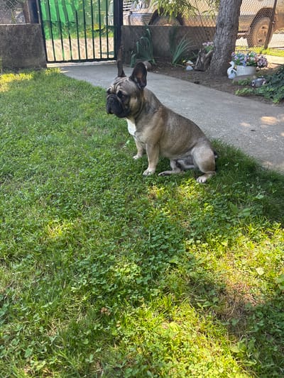 A fawn-colored French bulldog with black ears and muzzle is sitting on a patch of green grass in Marten, Bulgaria. The dog is facing to the left, looking away from the camera. Behind the dog, a paved pathway runs alongside the grass. Further back, a green metal gate is visible, with a concrete fence to its left. Beyond the pathway, a tree with a light-colored trunk stands next to a flower bed containing various colorful flowers. Decorative garden ornaments, including two duck figures and a figure wearing a hat, are scattered in the flower bed. A chain-link fence borders the background, with a vehicle partially visible behind it. The scene is illuminated by sunlight, casting shadows on the grass.