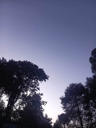 Silhouetted trees frame a twilight sky. The sky fades from a pale, almost white, horizon to a deeper blue-purple above. The trees are densely packed, creating a dark, textured foreground against the softly lit backdrop. The overall impression is of a peaceful, quiet evening in a wooded area, captured with a focus on the contrasting tones of light and shadow.
