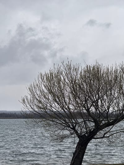 The image shows a bare tree with many branches on the right side of the frame, partially obscuring a body of water. The trunk is dark and thick. The sky is overcast with gray clouds. The water has a rippled texture. The location is likely Kurchatov, Russia, given the prompt's instruction, but no specific elements within the image confirm this.