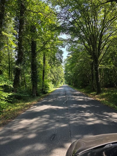 The image depicts a road winding through a dense, green forest. The road, paved with asphalt, is bordered by thick foliage and tall trees on both sides. Sunlight filters through the canopy, casting dappled shadows across the road, suggesting it is a sunny day. The trees are lush and verdant, indicating it is likely springtime or summer. A portion of a car is visible on the right side of the image, suggesting that the photo was taken from inside or beside a vehicle. The overall scene evokes a sense of peacefulness and natural beauty, perhaps during a scenic drive. The time of day appears to be daytime, with the sun high enough to create distinct shadows. There is no visible text in the image.