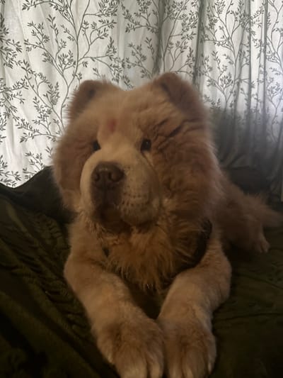 The image shows a fluffy, light brown Chow Chow dog lying on a bed. The dog's head is prominent, and its paws are curled near its face. Part of the bed has a white patterned sheet, while another portion appears to have a darker green blanket. There is no evidence in this image to confirm it was taken in Sadievo, Bulgaria, or any specific location. There are no other identifiable subjects or interactions visible in the image.