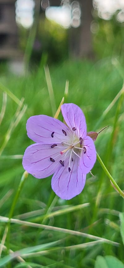 The image shows a close-up of a single, delicate purple flower with five petals. The flower is in focus, with its intricate veins and dark purple spots on the petals clearly visible. The center of the flower reveals delicate white stamens tipped with pink. Two tiny black insects, possibly ants, are visible on the petals. The flower is set against a blurred background of green foliage, suggesting an outdoor, natural setting. Tall, thin blades of grass are also visible, some in focus and others blurred, adding to the natural, garden-like atmosphere. The lighting appears soft and diffused, hinting at a bright, possibly overcast day. The overall impression is one of natural beauty and tranquility, focusing on the details of the small flower amidst its grassy environment in Tetianivka, Ukraine. There is no visible text in the image.