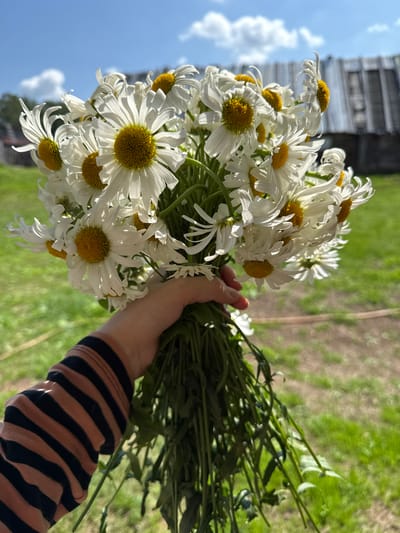 A hand with a striped sleeve is holding a large bouquet of white daisies with yellow centers. The background is a grassy field with a wooden building and a blue sky with clouds. The location is the village of Staryy Shagirt, Russia. The image is taken outdoors in daylight.