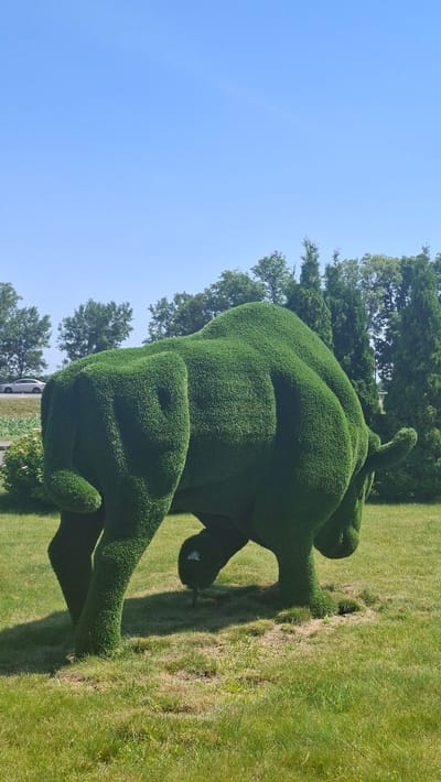 The image shows a topiary sculpture of a bull in a grassy field. The bull is made entirely of dense green foliage, sculpted to mimic the animal's form. It is positioned on its side, appearing to be resting or in motion. The background consists of a clear blue sky and a line of trees. The scene is set outdoors on a sunny day, likely in a park or rural area. The lighting suggests it is daytime. There is no visible text in the image. The overall impression is one of a whimsical or artistic display in a natural setting.