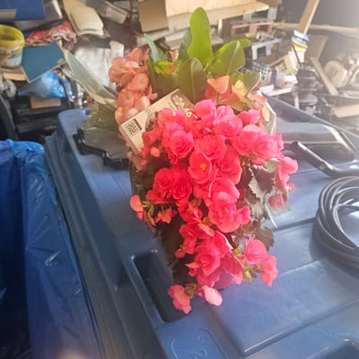 A close-up shot captures a potted plant with vibrant pink and coral-colored flowers, possibly begonias, positioned on a large blue plastic bin. The plant has lush green leaves and delicate blooms, some of which are partially obscured. A small white tag with a QR code and some text is attached to the plant. The background is out of focus, but suggests a cluttered environment, possibly a storage area or a yard, with various objects like wooden pallets, containers, and a coiled black hose visible. Sunlight casts a warm glow over the scene, with some lens flare present in the upper right corner. The image does not provide any direct visual cues to pinpoint the location as Mas Aliu, Spain, but the scene depicts an outdoor or semi-outdoor storage setting.