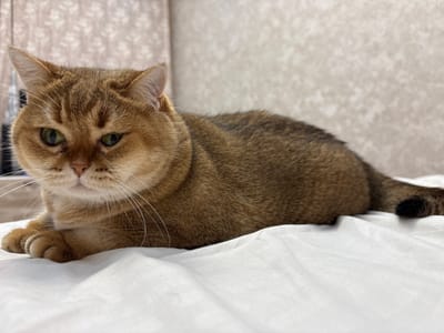 A tan cat with green eyes lies on a white surface, possibly a bed or couch. The cat is facing left, with its paws tucked underneath its body. Its fur is short and appears to be a mix of tan and brown. The background is out of focus, but it appears to be a textured wall with a subtle pattern. The lighting is soft and natural. There are no people visible in the image. The scene is calm and domestic. The location is in the city of Засечное, Russia.