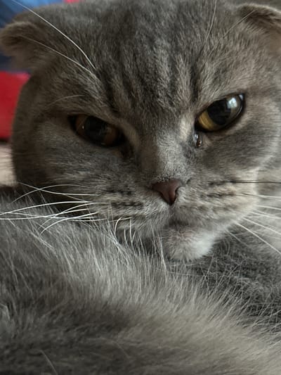 A close-up, eye-level, full shot of a grey Scottish Fold cat's face fills the frame. The cat's fur is a soft grey, with darker grey markings around its eyes and on its forehead. Its eyes are a striking amber color, with darker pupils. The cat's ears are folded forward, giving it a distinctive appearance. Its whiskers are long and white, fanning out from its muzzle. The cat's nose is a small, dark pink. The background is blurred, but appears to be a soft, muted color, possibly a blanket or pillow. The lighting is soft and natural, highlighting the texture of the cat's fur and the details of its face. The image appears to be taken indoors, likely in a domestic setting. There is no information available about the location in the city of Mozhga, Russia.