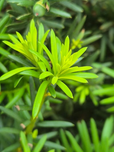 The image is a close-up, macro photograph of a bright green yew plant. The focus is on a cluster of new, vibrant green needles at the tip of a branch, appearing almost lime green and showing a layered, unfurling pattern. Behind this, older, darker green needles of the same plant create a blurred background, adding depth to the composition. A single, small, green berry with a reddish tip is visible in the upper left quadrant, partially obscured by needles. The lighting highlights the texture and glossy surface of the needles. The image was taken in Rzeszów, Poland.