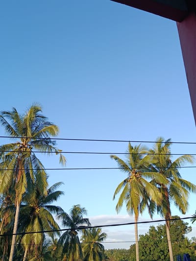 In Lebbae, Indonesia, a clear blue sky stretches above a cluster of lush green palm trees. Three distinct power lines traverse the frame horizontally, dividing the view. Two tall palm trees, laden with coconuts, stand prominently in the left and center portions of the image. To the right of these, another palm tree with a denser crown of fronds is visible. Beyond these, a dense canopy of various green trees forms the background. The top right corner of the image is partially framed by a reddish-pink structure. The scene appears to be captured from an elevated viewpoint.