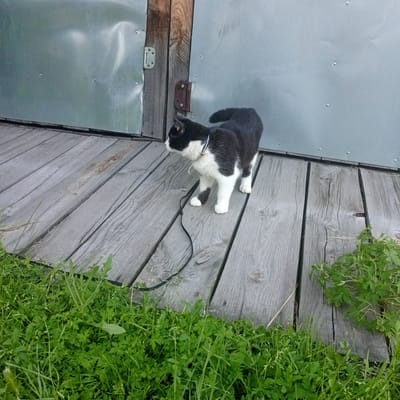 A black and white cat with a white bib and paws is standing on a weathered wooden deck. The cat is wearing a collar with a small bell. A black leash is attached to the collar and trails on the deck. The deck is made of gray wooden planks laid parallel to each other and appears to be outdoors, possibly next to a building with a corrugated metal siding and wooden accents. Green grass and foliage are visible in the foreground and along the edge of the deck. The scene appears to be in a rural or semi-rural outdoor setting. This is a candid outdoor photograph.