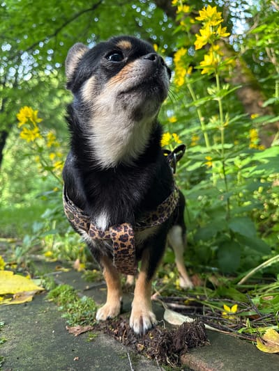 A tri-color Chihuahua wearing a leopard-print harness stands on a mossy, concrete path surrounded by lush green foliage and yellow wildflowers. The dog is looking upwards and to the right, with its ears perked. The background is blurred, with dappled sunlight filtering through green leaves. The scene appears to be an outdoor, natural setting, possibly a park or garden, in the city of Letniy Otdykh, Russia.