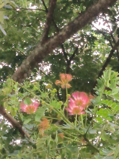 The image displays a close-up, upward-angled view of pink-red flowers and lush green foliage against a backdrop of dappled sunlight and tree branches. The main subjects are several feathery, pincushion-like flowers, prominent in the mid-ground, surrounded by numerous small, oval-shaped green leaves. Some flowers are in various stages of bloom, with vibrant pink hues.
In the background, the thick, textured branches of a tree are visible, extending diagonally across the frame. Sunlight filters through the dense canopy of leaves, creating bright, luminous spots that indicate a sunny daytime setting. The scene is one of natural growth, with no human subjects or activity depicted. The vibrant green of the leaves and the bright flowers suggest a healthy, flourishing environment.
Notable details include the soft focus, which gives the image a somewhat ethereal or painterly quality, particularly in the background. The strong sunlight filtering through the leaves creates a sense of warmth and brightness. There is no visible text in the image. Given the location context of Lambarotunong, Indonesia, the flora depicted is likely indigenous to a tropical region.