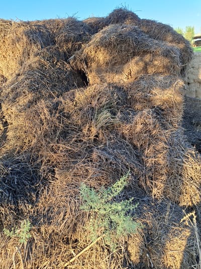 The image depicts a large, irregular pile of dry straw or hay, forming a mound that takes up most of the frame. The material is tightly packed and varies in color from light brown and golden yellow to darker, almost black shades, suggesting different ages or degrees of decomposition. Sunlight illuminates the pile from the right, casting shadows and highlighting the textures of the straw. There is a dark opening or cavity within the straw pile, suggesting a hollow space. At the bottom of the pile, some sparse green vegetation is visible, contrasting with the dry straw. In the background, a clear blue sky is visible at the top of the image. To the right of the straw pile, a portion of a textured, earthy structure, possibly a wall or embankment made of mud or adobe, is present. Beyond that, faint shapes of trees and structures can be discerned in the distance under the bright sky, hinting at an outdoor, rural or semi-rural environment. The overall scene suggests an agricultural setting. This location is in Ko'kdala, Uzbekistan.