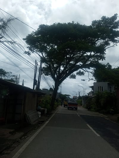 This image depicts an overcast daytime street scene in Sarwahi Mal., India. A paved two-lane road, marked with a white solid line on the left edge, recedes into the distance under a sky filled with dense grey cloud cover. On the left side of the road, a single-story structure with a corrugated metal roof and wooden walls stands, with several corrugated metal sheets stacked against its exterior. Behind this structure, multiple utility poles rise, supporting a dense network of overhead wires. A large tree with a thick canopy of dark green leaves dominates the upper right portion of the image, its branches extending over the roadway. Further down the road, two vehicles are visible, traveling away from the viewer: a yellow utility vehicle followed by a red pick-up truck with a dark covering over its bed. On the right side, beyond the large tree, a light grey two-story building with multiple windows is visible. A dark-colored scooter or motorcycle is parked on the right shoulder, near an indistinct, dark figure partially obscured by foliage. Additional residential structures and dense vegetation line both sides of the road in the background.
