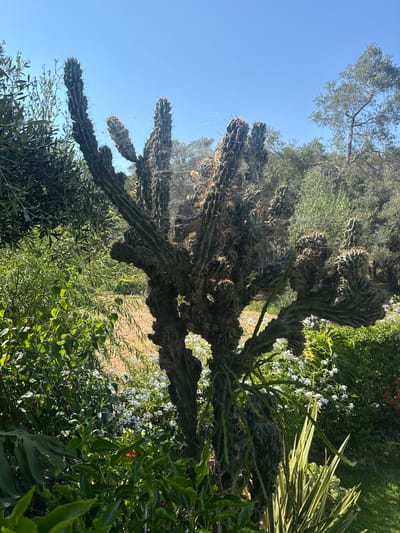 In the Municipal Unit of Meliteieis, Greece, a large, mature cactus with a twisted, multi-branched structure stands prominently in a sun-drenched garden. The cactus is heavily laden with cobwebs, suggesting a period of inactivity or a favorable environment for spiders. Around the base of the cactus, lush green foliage and small white flowers create a vibrant undergrowth. In the background, a dry, sandy patch of earth is visible, bordered by more trees and vegetation. The sky above is a clear, bright blue, indicative of a sunny day. No people are present in the scene.