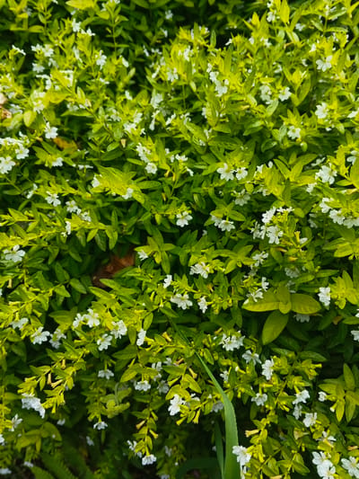 The image displays a dense, verdant shrub covered profusely with small white flowers, situated in Thành phố Kon Tum, Vietnam. The foliage consists of numerous small, ovate green leaves, with varying shades from deep green to bright, yellowish-green, suggesting new growth. Interspersed throughout the leaves are hundreds of small, five-petaled white flowers, some appearing with a slightly yellow center or base. A few dried, brown leaves are visible deeper within the dense vegetation. The scene is a close-up, entirely filled with the plant, presenting a static botanical environment without any human figures, objects, or observable actions.