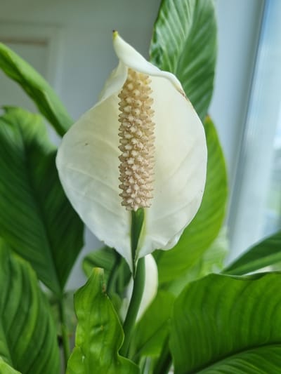 The image shows a close-up of a peace lily plant. A single white flower with a creamy-white spadix is prominently displayed. Green leaves surround the flower. The background is a blurry mix of white and light greens, likely from a window and other foliage. No people, subjects, actions, or interactions are visible. The location in Kemul, Russia, cannot be determined from the image.