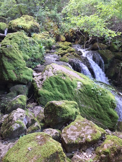 The image depicts a cascade of water flowing over moss-covered rocks in a natural environment near Zasele, Bulgaria. The water appears blurred, suggesting movement, and flows between and over large boulders heavily coated in thick, green moss. Vegetation, including trees and ferns, is visible on the periphery of the rocks, adding to the natural setting. Smaller rocks and pebbles are visible among the larger mossy boulders.
