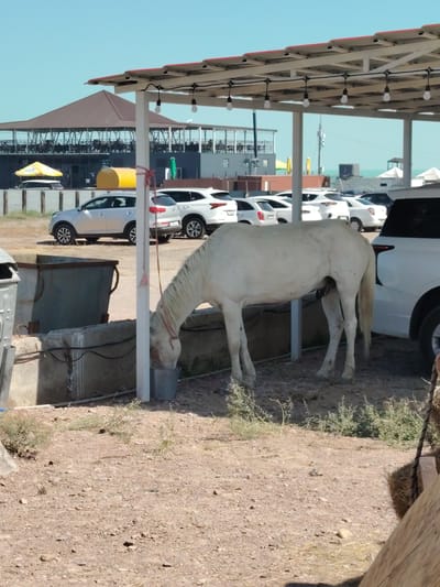 A white horse is drinking water from a bucket. The horse is standing under a covered parking area with lights. In the background, there are several white cars parked. Further in the background, there is a building with a sloped roof and an outdoor seating area with tables and chairs. The ground is covered in dirt and gravel. The sky is clear and blue. The scene appears to be in an outdoor public area, possibly a cafe or restaurant with a parking lot.