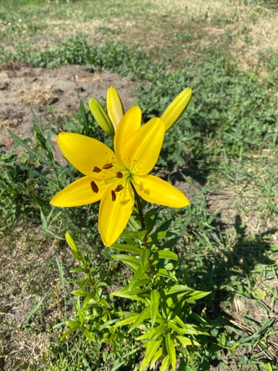 A vibrant yellow lily blooms in the foreground, its petals spread open to reveal dark brown stamens. The flower stands tall on a green stem, surrounded by lush green leaves. In the background, dry grass and patches of bare earth suggest a garden setting. Sunlight dapples the scene, casting shadows on the ground. The location is identified as Besplemyanovskii, Russia. There are no people or animals visible in the image.