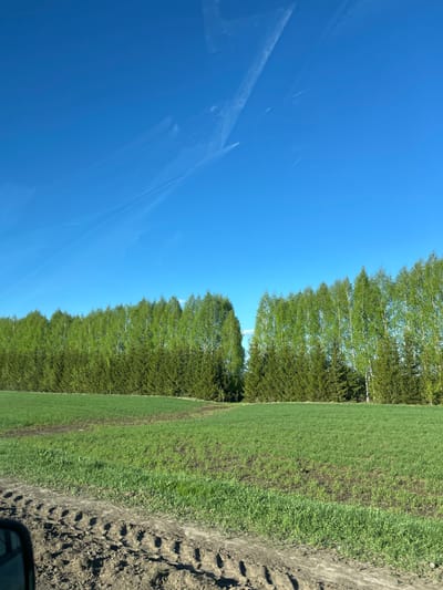 The image shows a landscape with a clear blue sky on the left side. Streaks are visible in the sky, likely from airplane contrails. A row of trees, with light-colored trunks and green foliage, runs along the middle of the image, separating the sky from a field on the right side. The field is primarily green, with some patches of darker soil and areas where tire tracks are visible along the right edge. The photograph's perspective suggests it was taken from a vehicle or a higher vantage point. There is no information to determine the location is in the city of Терси, Russia.
