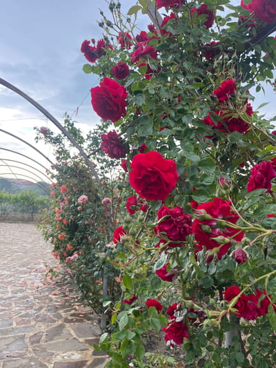 The image shows a rose garden in Miatli, Russia. Red roses are in full bloom on a trellis, with their greenery reaching towards the sky, where wisps of clouds are visible. The trellis forms an archway. On the ground is a stone path leading away from the camera's point of view. Along the path, there are more roses of orange and pink colors.