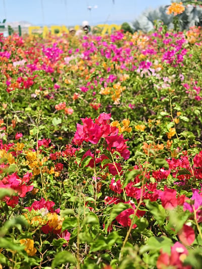 The image depicts a vibrant field of bougainvillea flowers in various shades of pink, red, and orange, interspersed with green foliage. In the background, a bright blue sky is visible above a slightly out-of-focus landscape that includes distant structures and possibly hills. The scene suggests an outdoor setting, likely a park or garden in Phước Hải, Vietnam, given the mention of the location. There are no distinct individuals or actions captured in the foreground, which is dominated by the lush floral display. The lighting indicates a sunny day.