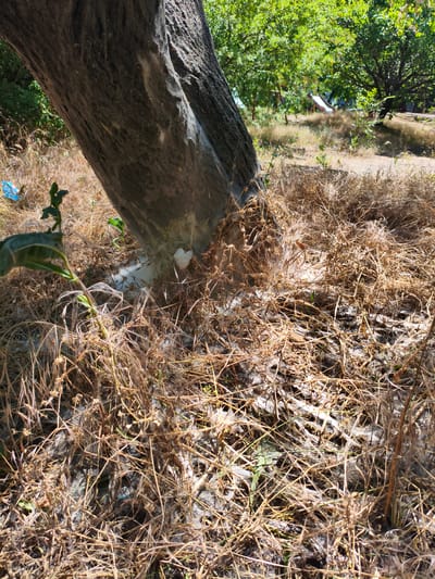 The image depicts the base of a large tree trunk in a dry, grassy outdoor setting. The tree's bark is rough and dark, with a visible layer of fine, white webbing or silk wrapped around its base. This webbing extends into the surrounding dry grass, which is a mix of light brown and golden hues. Scattered amongst the grass are small green plants, one of which has broad leaves and is in the foreground on the left. In the background, dappled sunlight filters through the green leaves of other trees, suggesting a bright, possibly sunny day. The overall scene appears somewhat unkempt, with a significant amount of dry vegetation. A small, light-colored object, possibly a piece of debris or a natural element, is visible nestled within the webbing at the base of the tree. The setting seems to be a natural area or park, with hints of what might be a playground structure visible in the blurred background amongst the trees, including a red and white slide. The presence of the webbing around the tree and its spread into the grass suggests a natural phenomenon, perhaps related to insects. No people are visible in the frame. The time of day appears to be daytime, given the bright lighting and shadows.