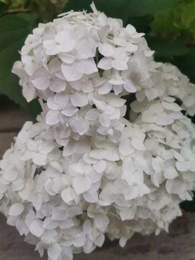 The image is a close-up, eye-level, full-frame shot of a large cluster of white hydrangeas. The flowers are densely packed, with numerous individual florets, each possessing four petals. The petals are delicate and appear slightly translucent, with subtle veins visible. The background is softly blurred, featuring dark green foliage and a hint of a wooden surface at the bottom. There are no people or animals present in the image, and no discernible action is taking place. The lighting appears to be natural, casting soft shadows that highlight the texture of the petals. The image's composition focuses entirely on the beauty and intricate detail of the hydrangea blossoms.