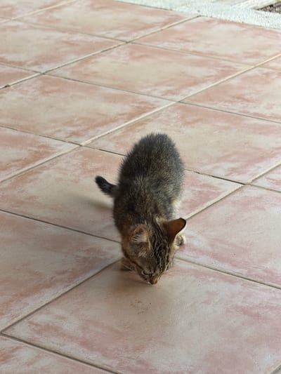 An overhead shot shows a small, brown and grey tabby kitten with its head down, appearing to be sniffing or eating something on a tiled floor in Santa Margalida, Spain. The kitten is positioned in the lower center of the frame, with its body curving slightly. Its tail is short and black. The floor is composed of square, light pinkish-beige tiles with darker grout lines. The lighting suggests it is daytime, with shadows cast by the kitten. The background consists of more of the same tiled surface, with a hint of a lighter, granular surface at the top edge of the image.
