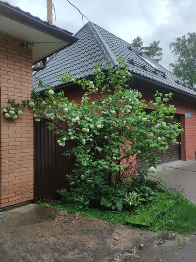 The image depicts the exterior of a building, likely a house, located in Kratovo, Russia. The house features a red brick facade on the lower portion, with a brown corrugated metal structure above. A large snowball bush (Viburnum opulus 'Roseum') covered in white globular flower clusters dominates the scene, growing in front of the building. A variety of green plants, including hostas and ground cover, are present at the base of the bush and along the edge of the concrete walkway. The roof of the building is tiled in dark gray. The sky is overcast. The walkway appears wet, suggesting recent rain.