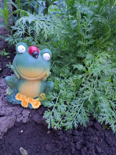 A top-down shot shows a green, smiling frog statuette with a red-and-black ladybug on its head, lying on dark soil. Lush green foliage partially covers the top of the frog. Yellow flowers are positioned near the frog's back. The location is a garden in Амзя, Russia.