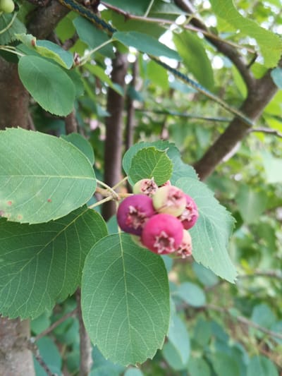 In Suvorov, Russia, a close-up, eye-level, outdoor photograph captures a cluster of unripe saskatoon berries hanging from a tree branch. The berries are small, round, and a mix of pink and purple hues, with a visible star-shaped calyx at the bottom of each. They are surrounded by large, green, ovate leaves with serrated edges, displaying prominent venation. The background is a soft blur of more green foliage and tree trunks, indicating a natural, unmanicured environment. Sunlight filters through the leaves, creating bright highlights. There are no people or animals present in the image.